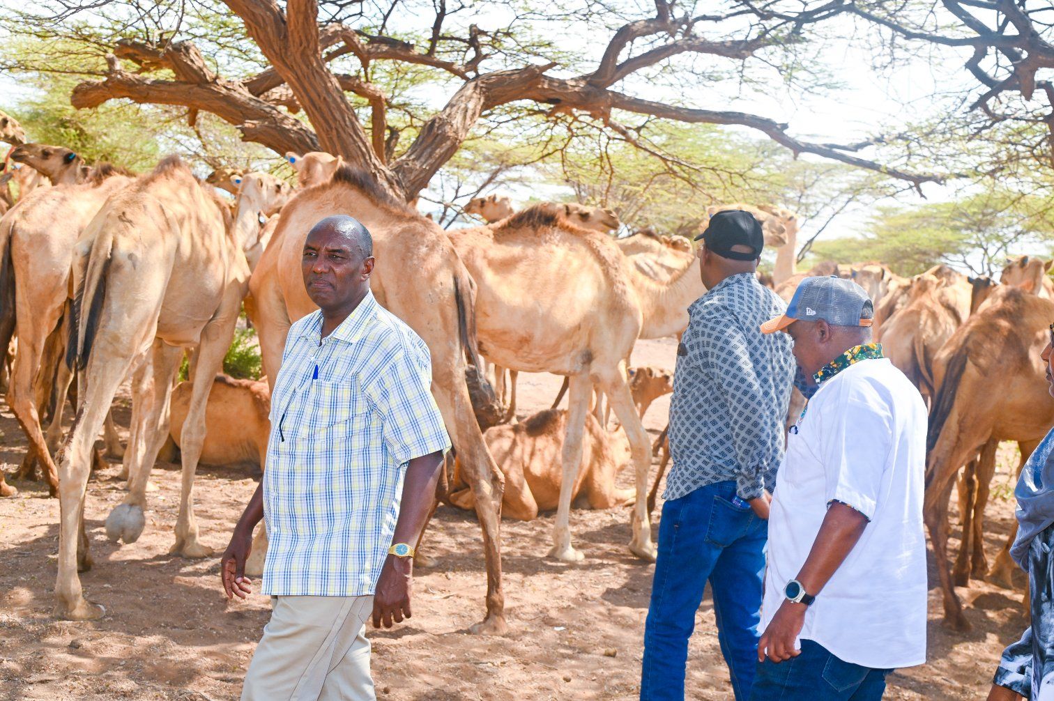 Government Steps Up Livestock Restocking to Rebuild ASAL Livelihoods After Devastating Drought